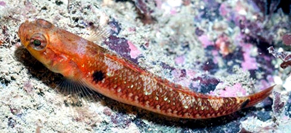 Gobiusculus flavescens_00123